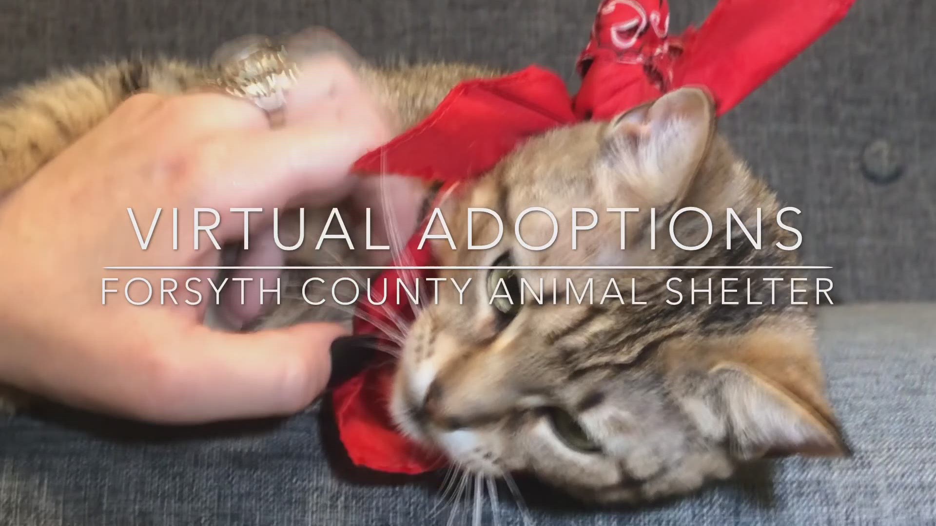 Adopt A Pet Virtually At The Forsyth County Animal Shelter 11alive Com