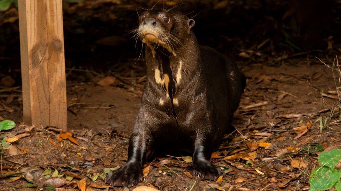 Zoo Atlanta Introduces New Female Giant Otter 11alive Com