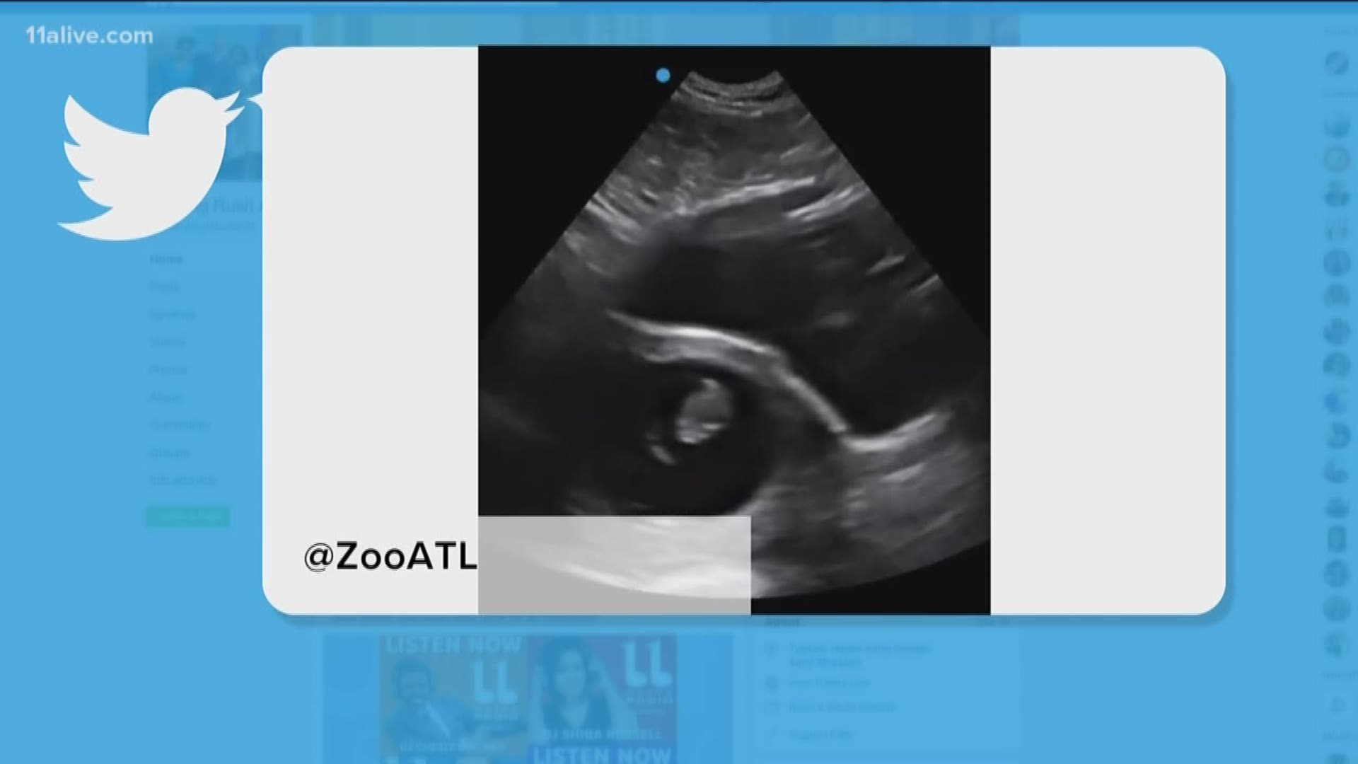 Zoo Atlanta announced they're expecting a baby gorilla this summer!