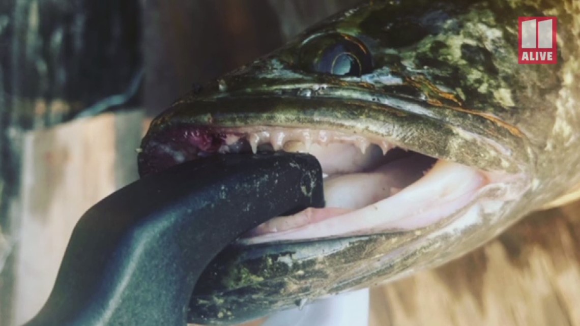 Northern Snakehead fish caught in Georgia | 11alive.com