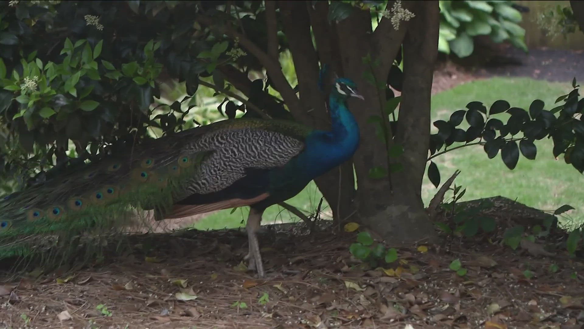 An exotic bird is on the loose in one Marietta neighborhood.