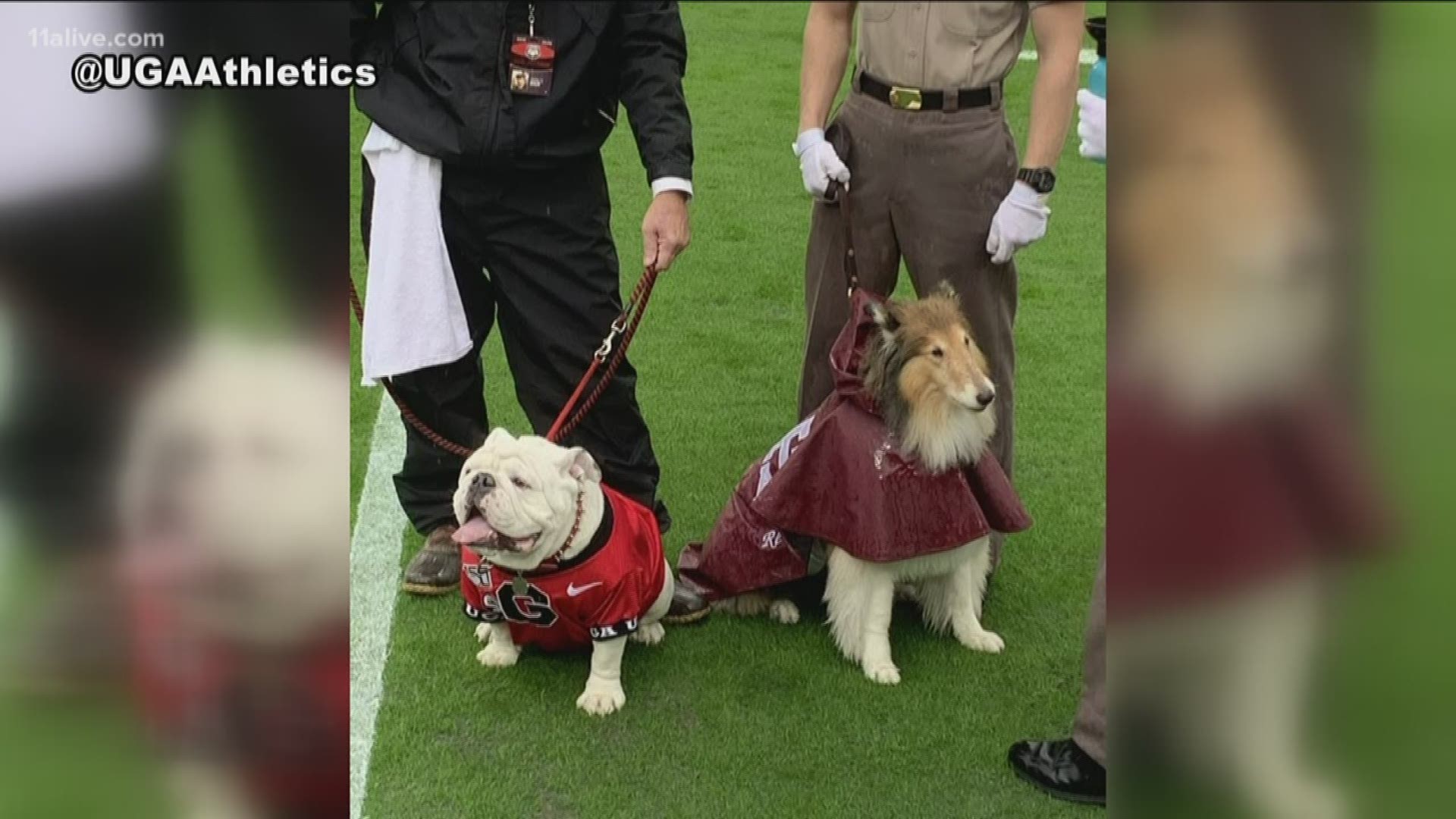 The Bulldogs mascot met the official dog of Texas A&M for the first time between the hedges during Saturday's matchup.