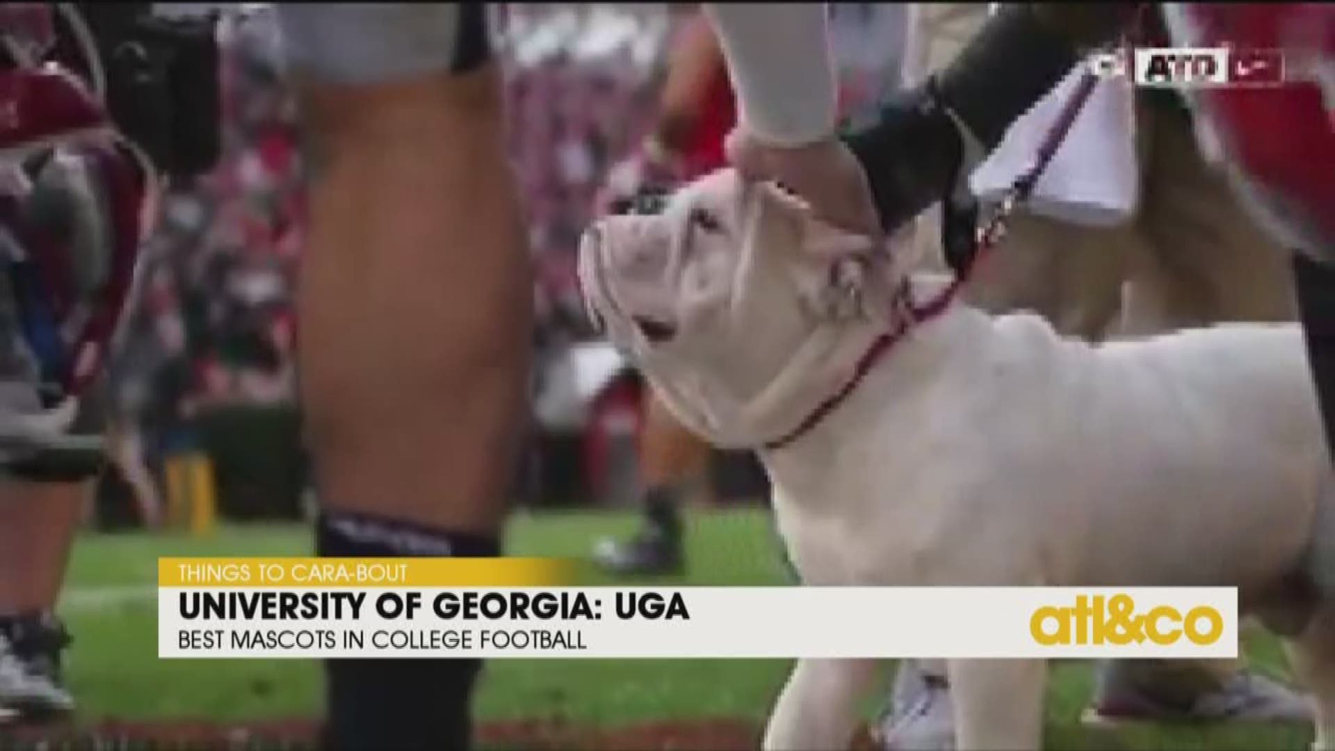 Cara Kneer shares the top college mascots nationwide on 'Atlanta & Company'