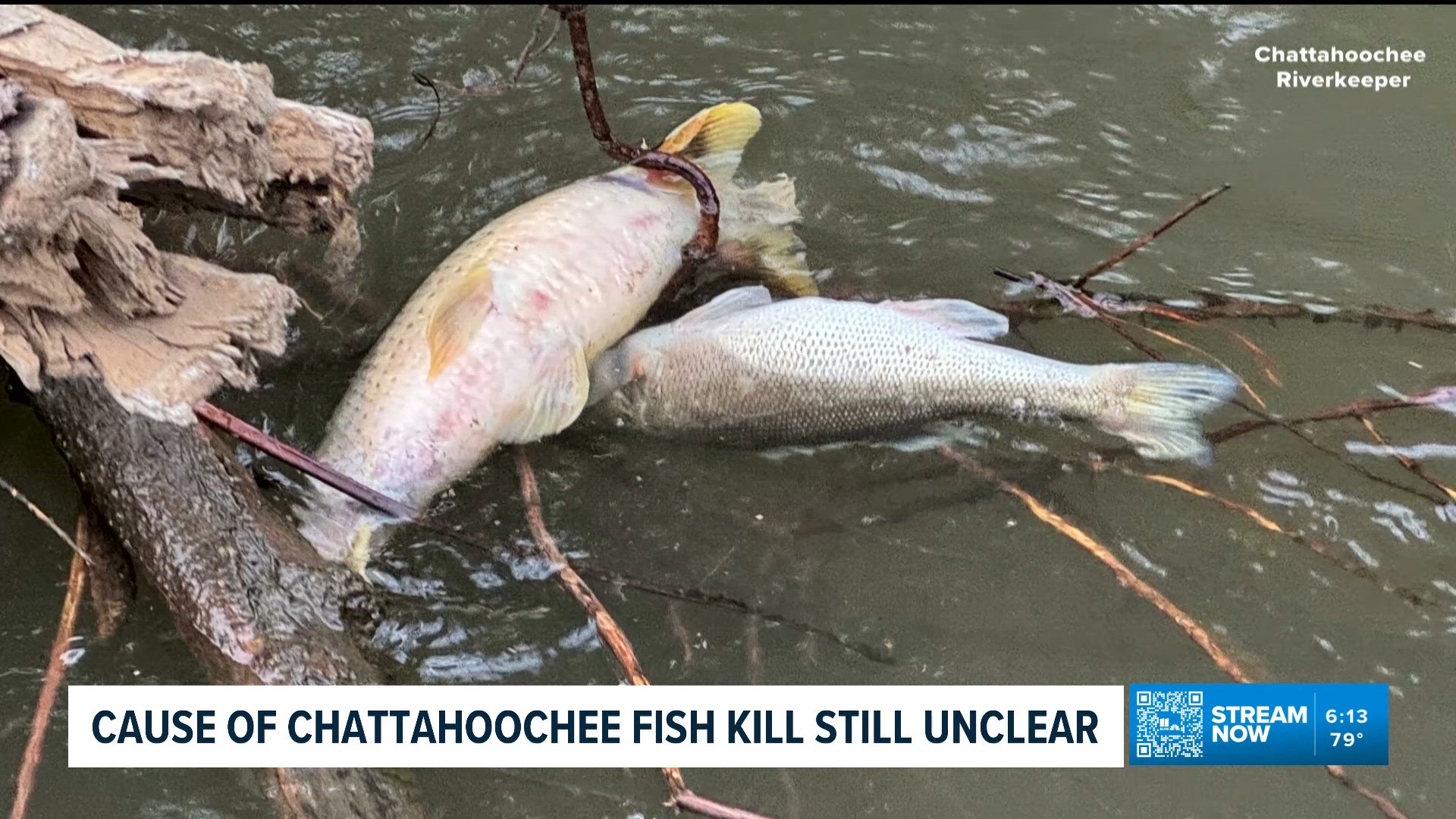 'Sludge' cited as source of Chattahoochee fish kill | 11alive.com