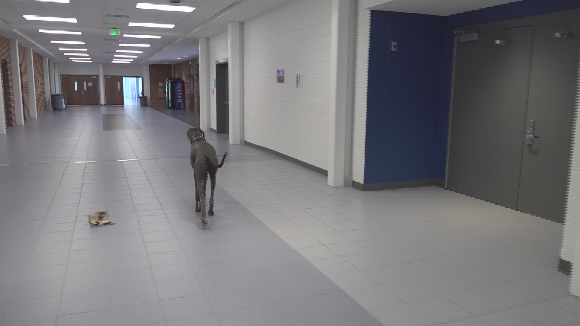 Video of Denny and Percy, the great danes at Denmark Highschool