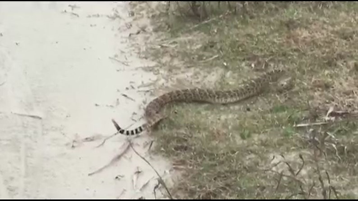 Rattlesnakes spotted on Galveston beach | 11alive.com