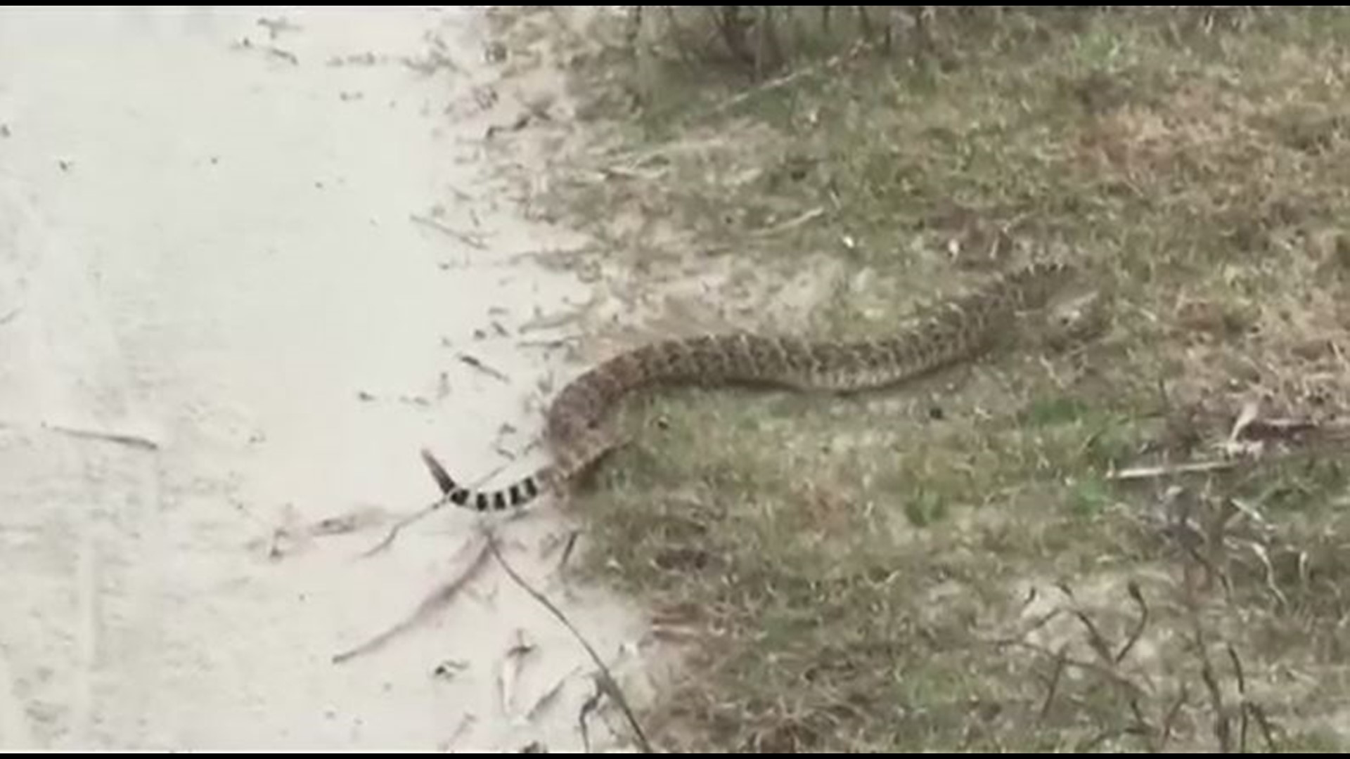 Rattlesnakes spotted on Galveston beach