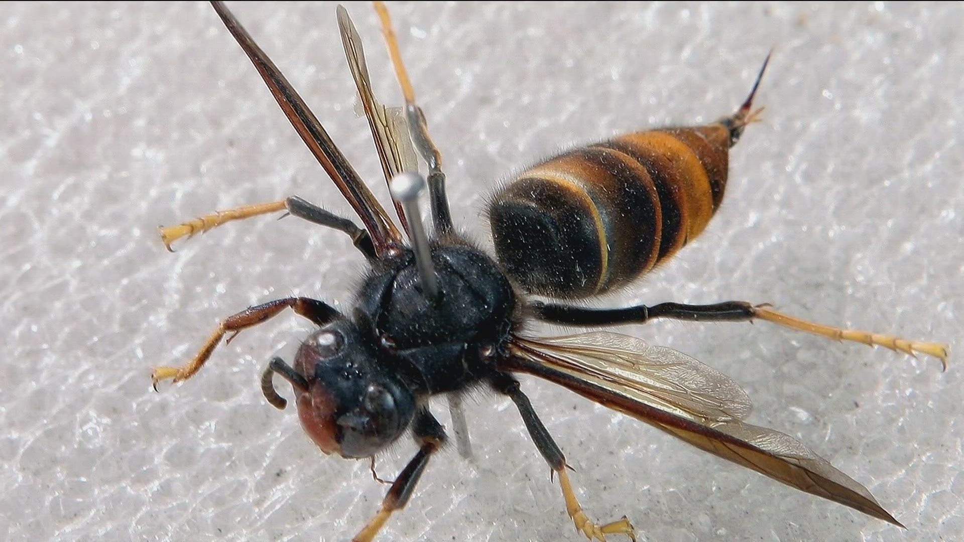 The yellow-legged hornet, or Asian hornet (Vespa velutina), was discovered by a beekeeper in Savannah.
