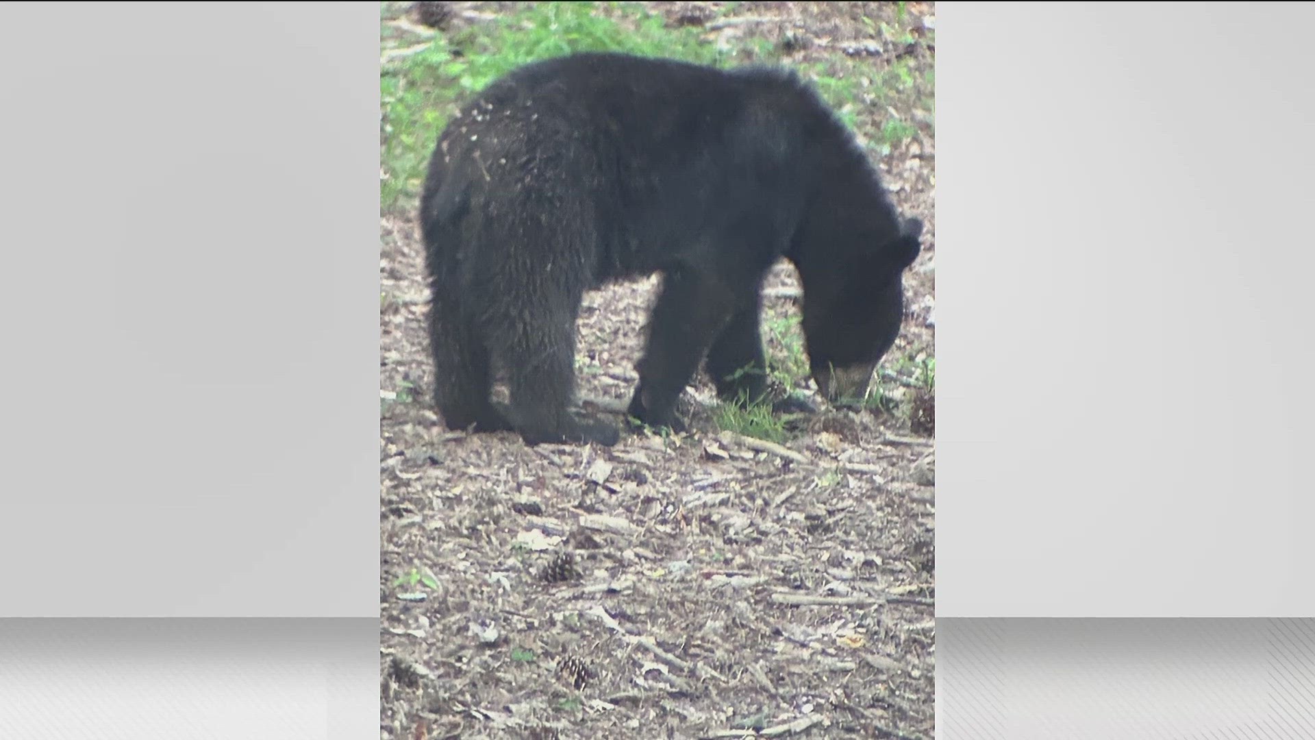 The sheriff's office said it had received reports of the bears around Majors Road and Post Road.