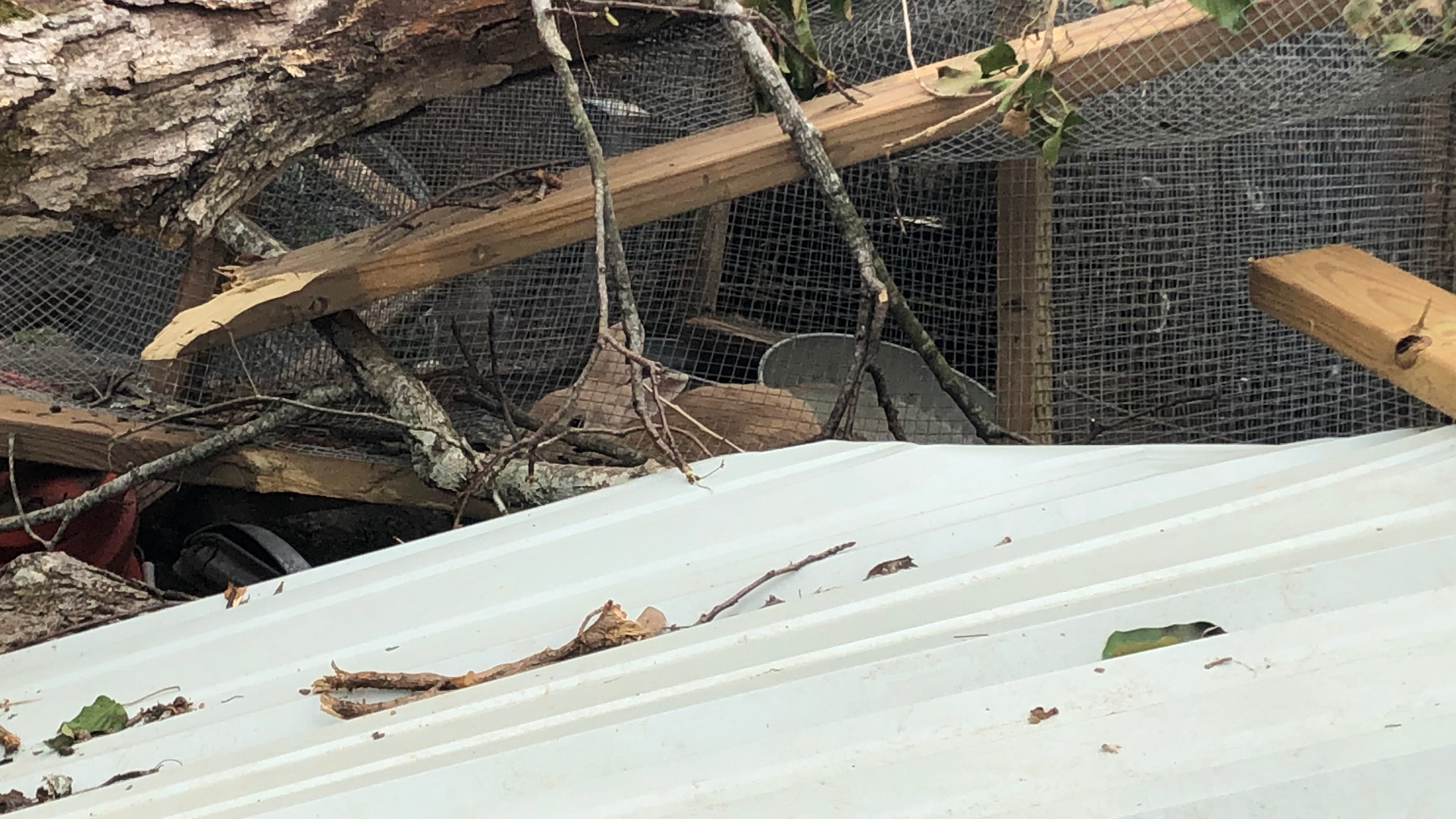 A family of rabbits needed help nearly two weeks after a tornado destroyed their homes and trapped them in the brush.