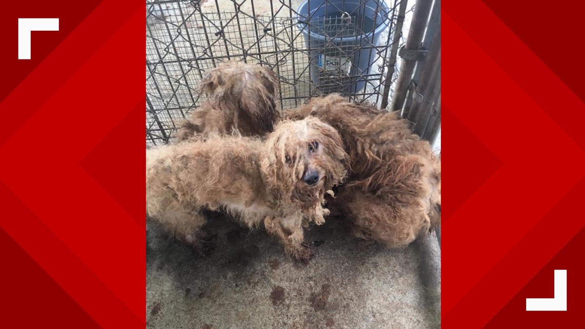 Owner of apparent puppy mill where nearly 700 dogs rescued charged ...