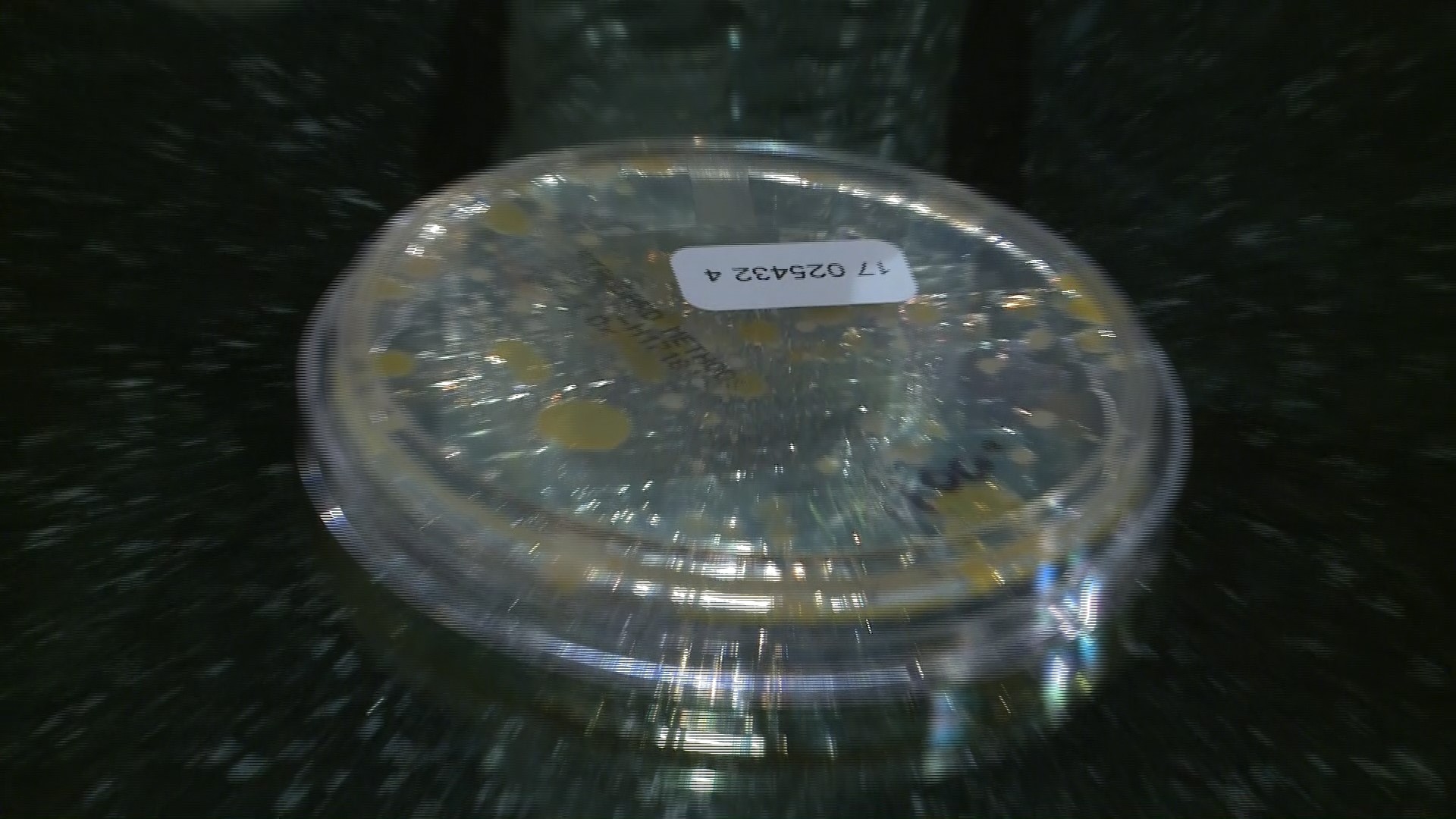 VERIFY Are reused water bottles loaded with bacteria?