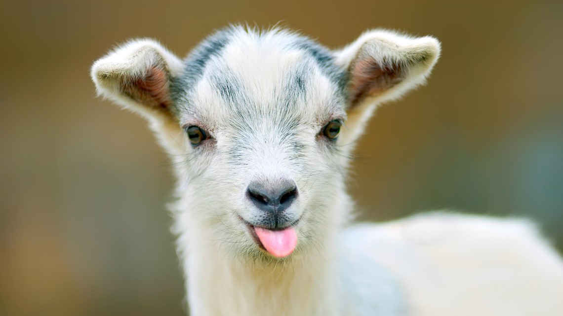 No Kidding Woman Pulled Over Had Baby Goat In Lap 11alive Com