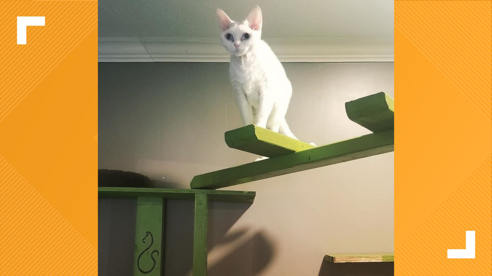 First ever cat cafe opens in County