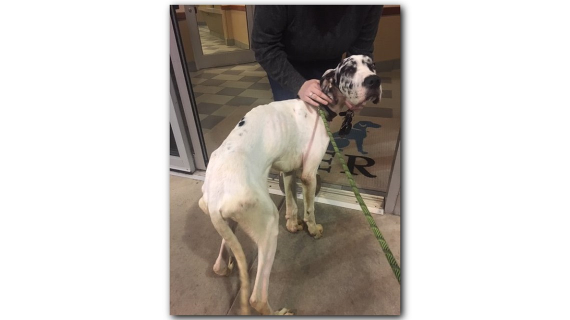 Trainer now facing animal cruelty charges after dog reportedly starved ...