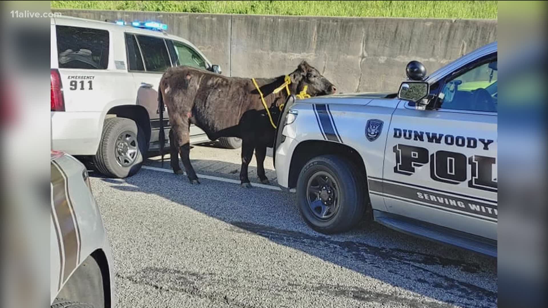 With the help of a citizen armed with a rope, officers were able to safely capture the cow and get it back to its owner.