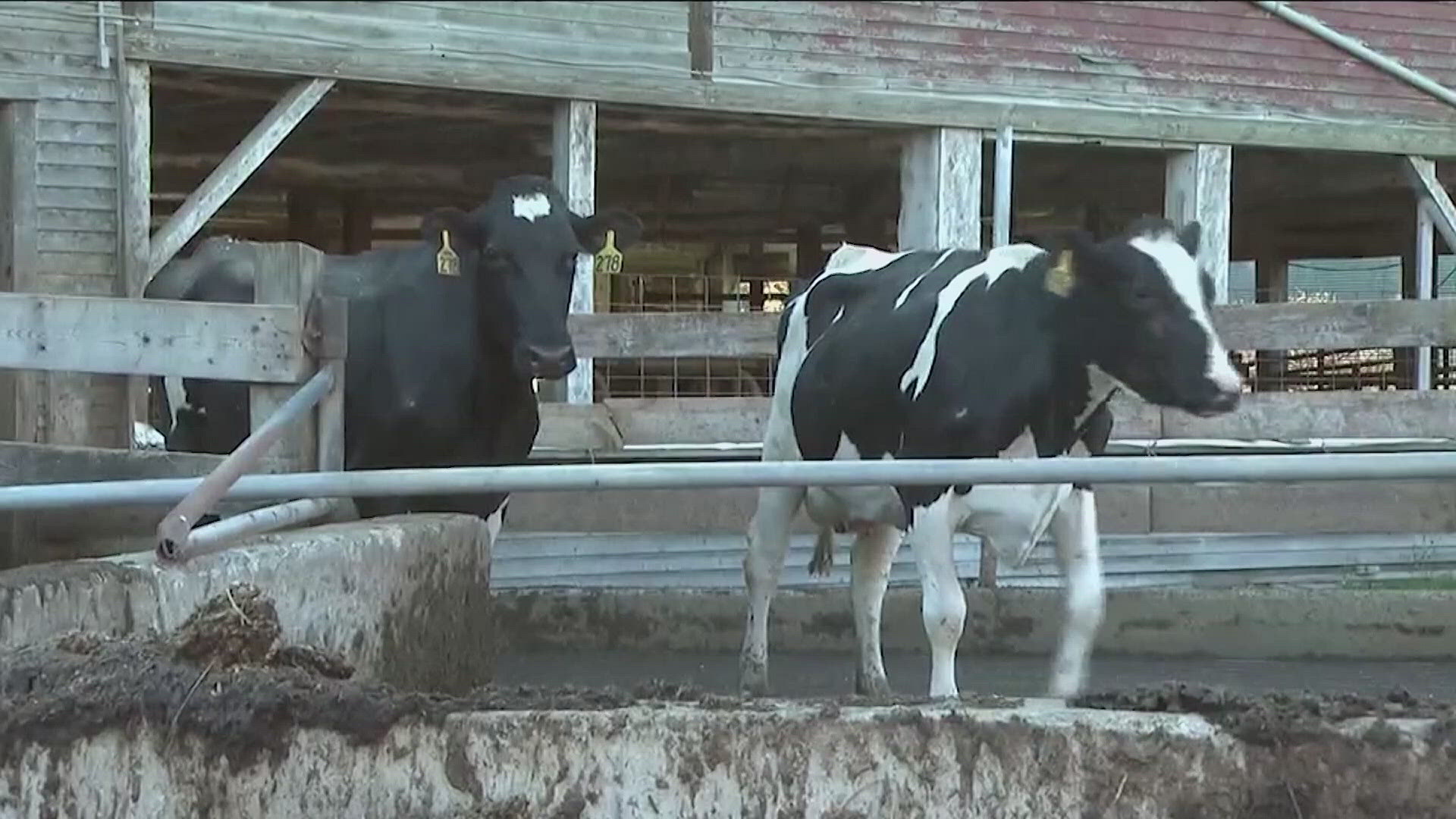 A large outbreak of bird flu in dairy cattle has some consumers worried about the safety of the milk they drink.
