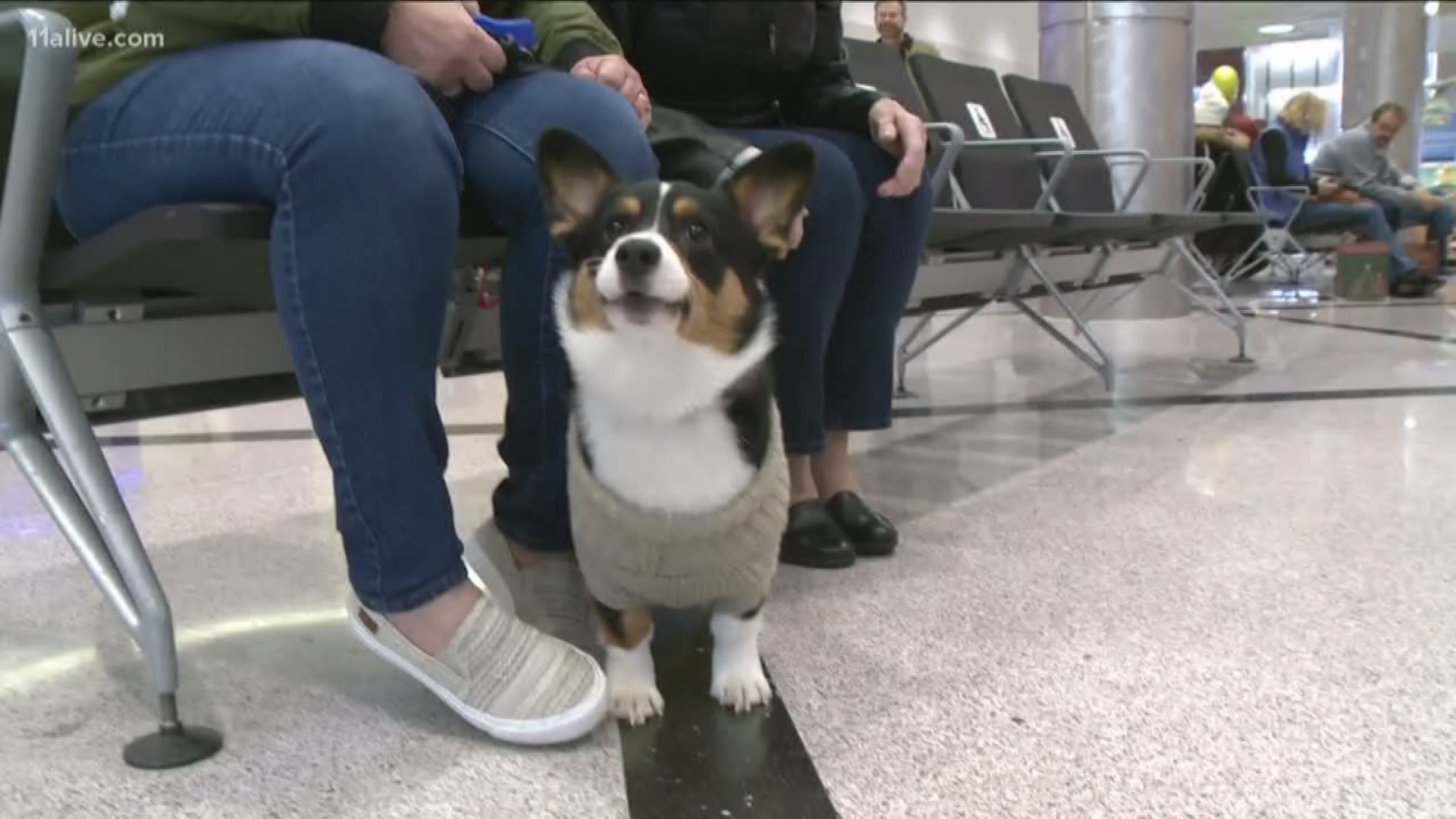 Airline 'support animal' policy is being used by too many groups, some lawmakers believe.