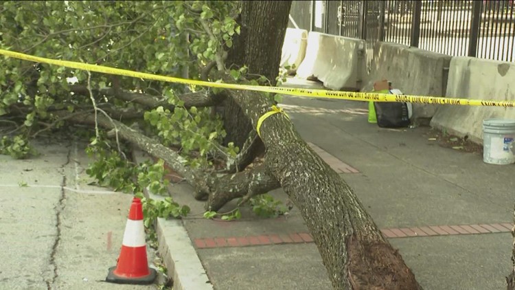 'We heard a loud crack' | Witness describes moment tree falls on man in Downtown Atlanta