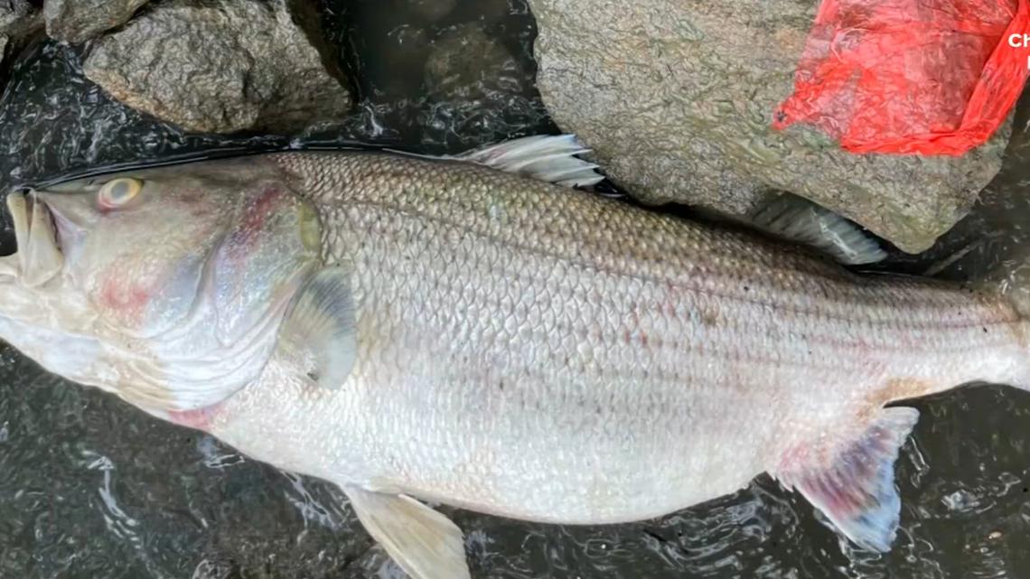 'Sludge' cited as source of Chattahoochee fish kill | 11alive.com