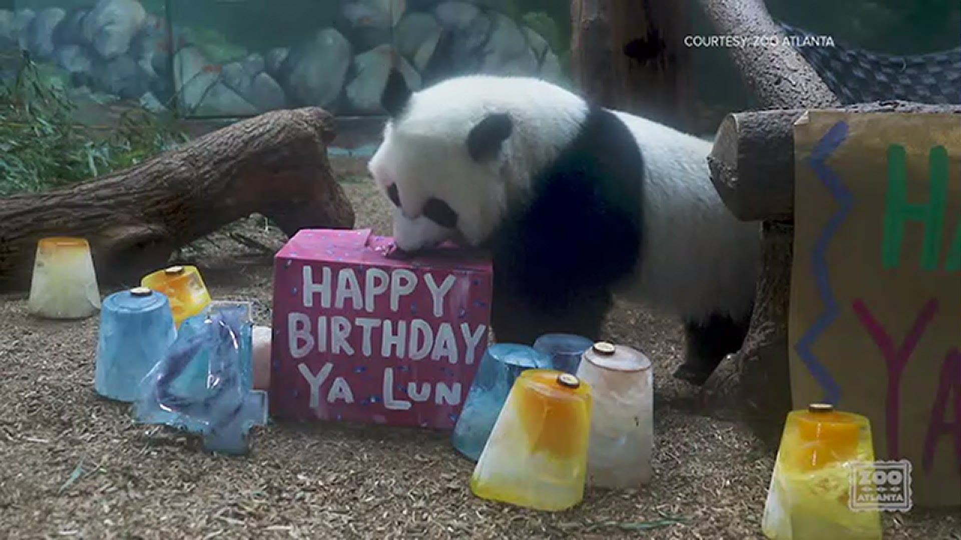 The zoo said Ya Lun and Xi Lun are the only giant panda twins in the U.S.