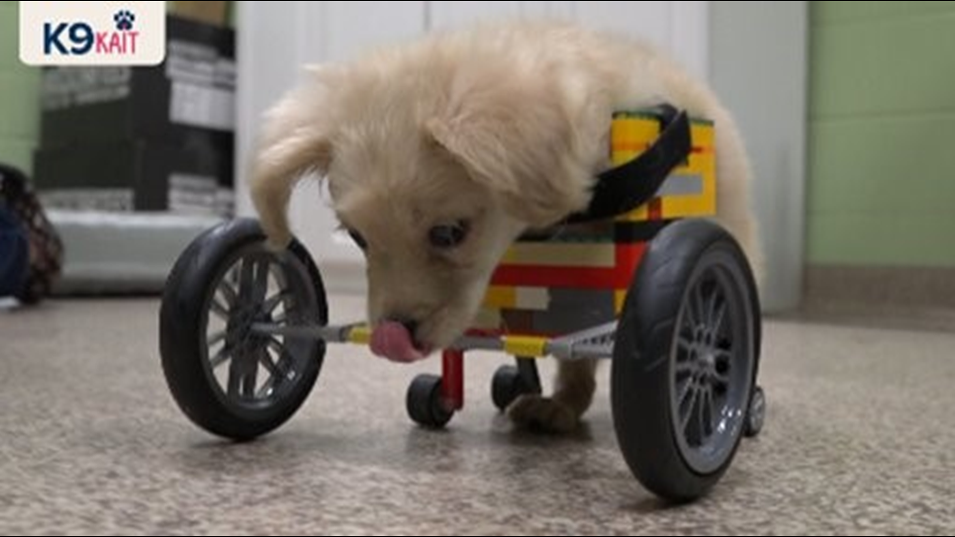 K9Kait tells the story of Gracie, a special dog who has an equally special wheelchair made out of LEGOs.