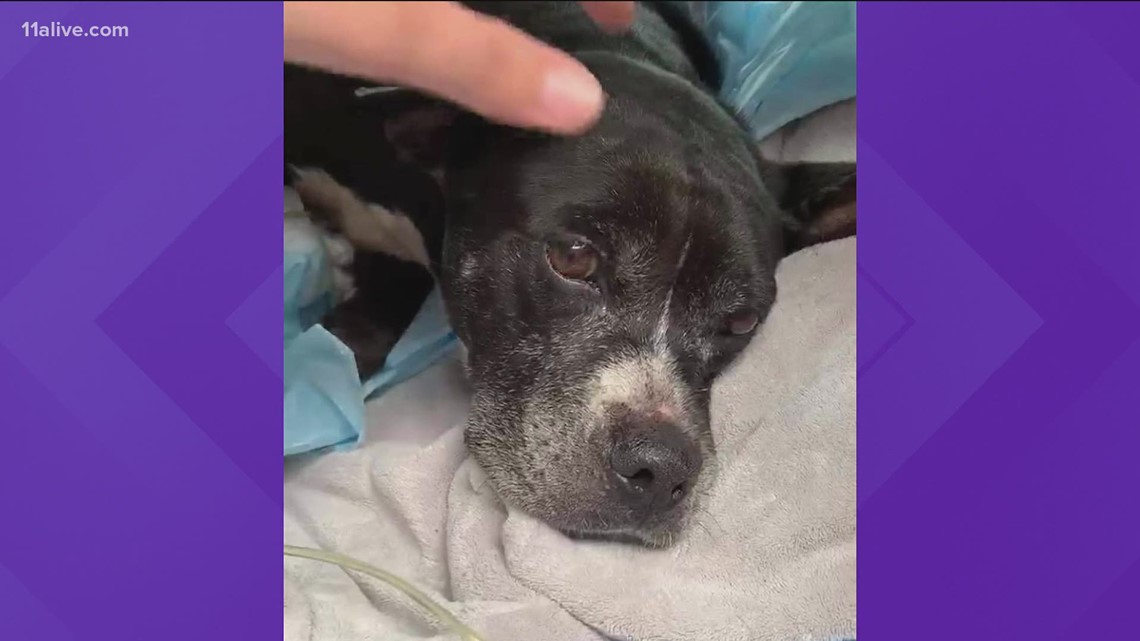 Dog shot at least 3 times now healthy, looking for forever home