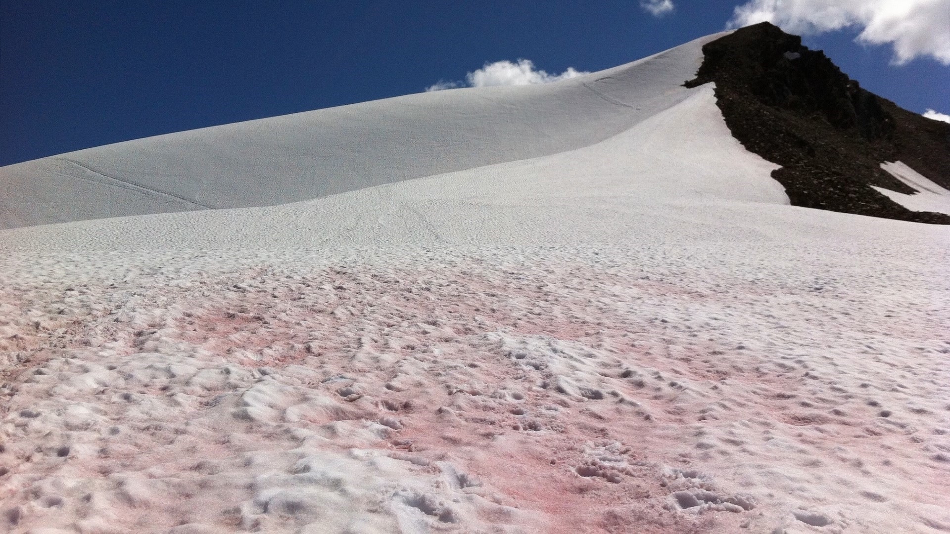 ‘Watermelon snow' appearing on mountains | Why that's bad | 11alive.com