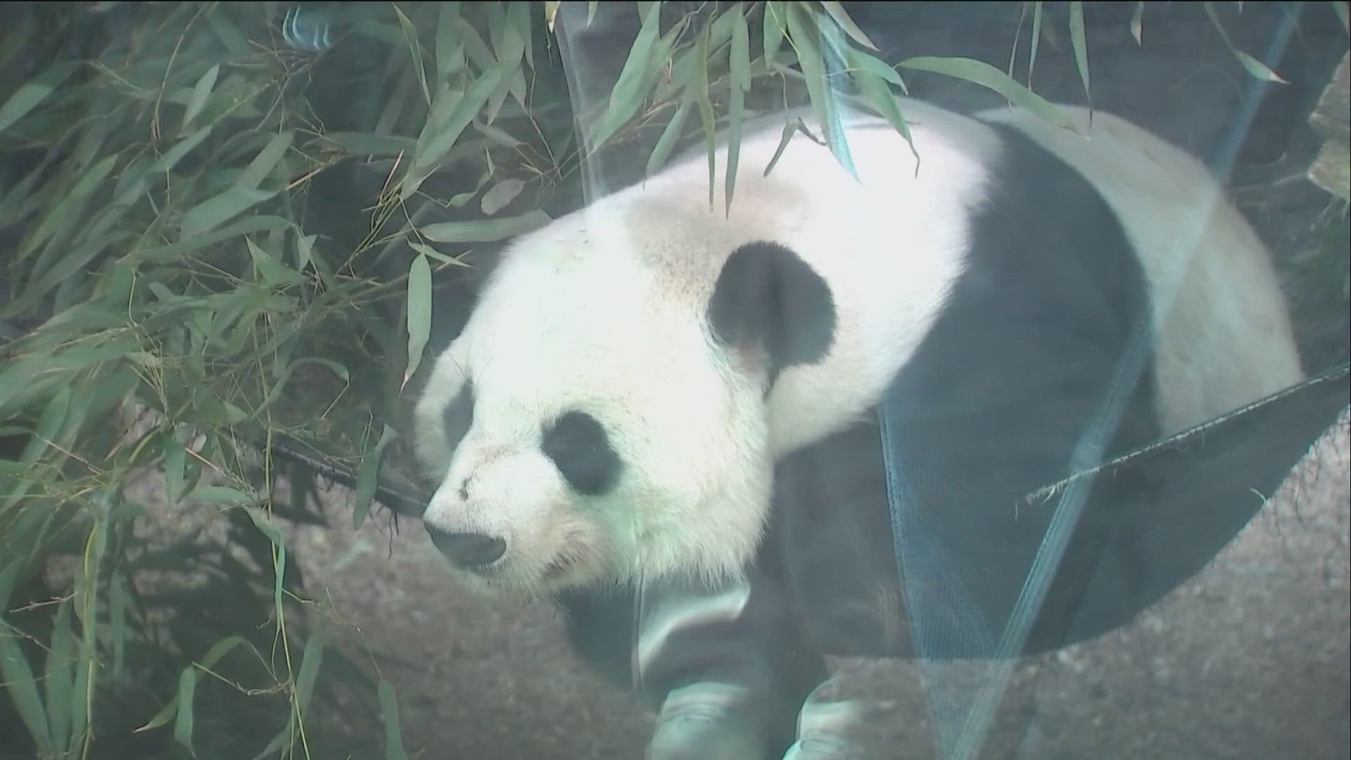 On Saturday, Zoo Atlanta held its "Panda-Palooza" event to celebrate the legacy of the giant pandas and say good-bye to the creatures before they return to China.