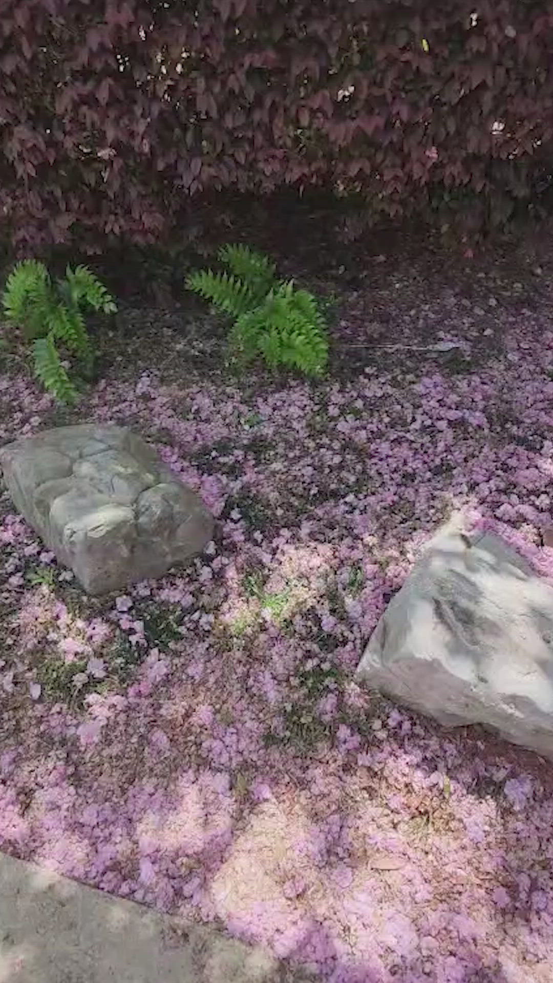 Life is like a bed of petals