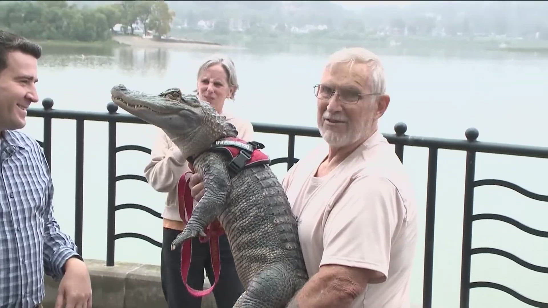 The owner believes the alligator was stolen as part of a prank.