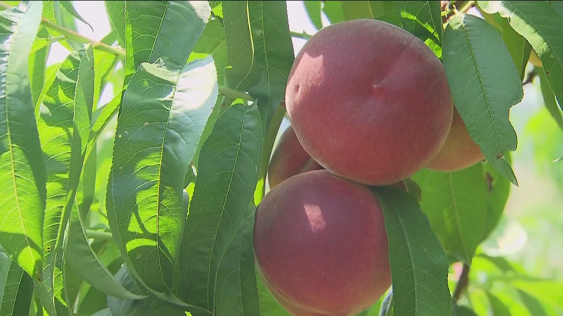 peach crop loss Disaster designation