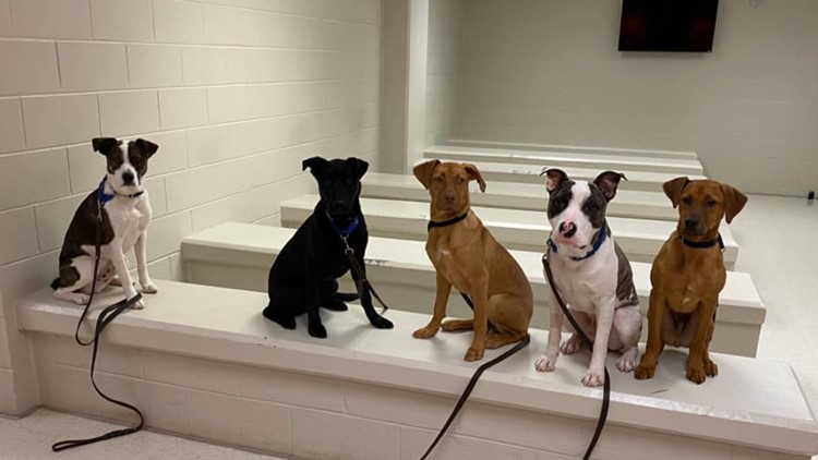 Pups With Purpose Program Helps Forsyth Inmates Puppies