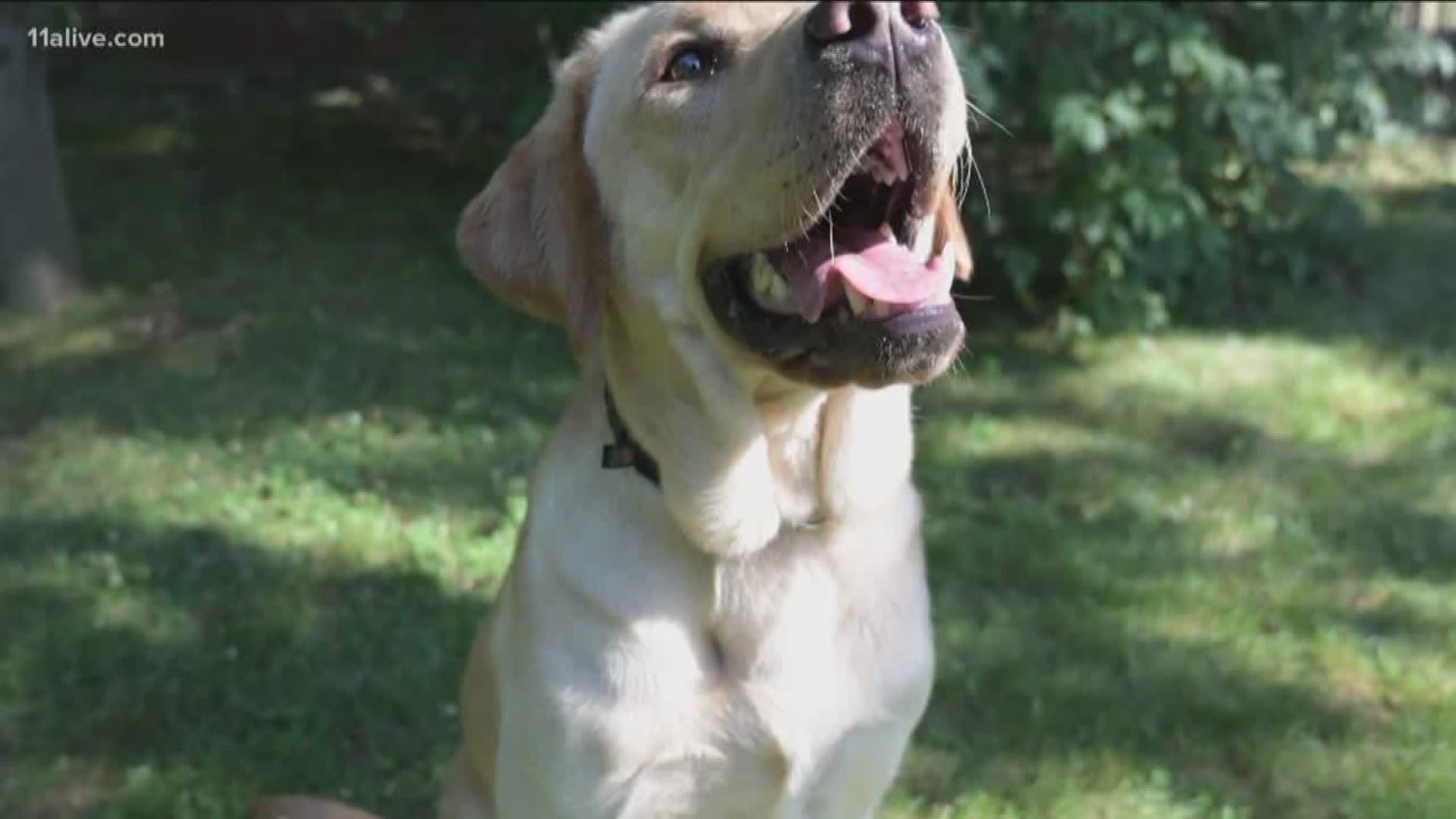Izzy spent a year growing and training and will eventually become a guide dog.