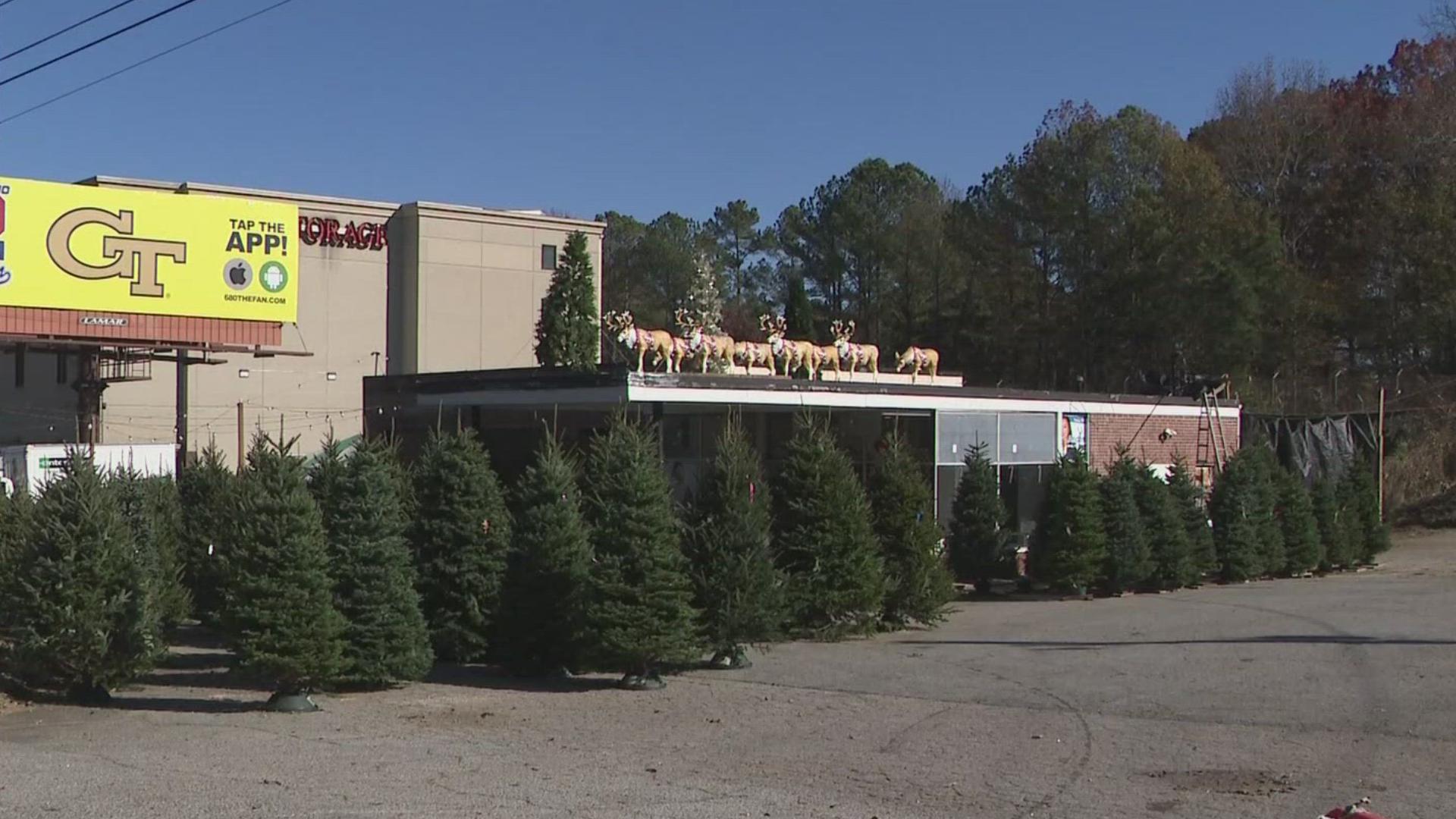 Christmas tree shortage highlights resilience after Hurricane Helene ...