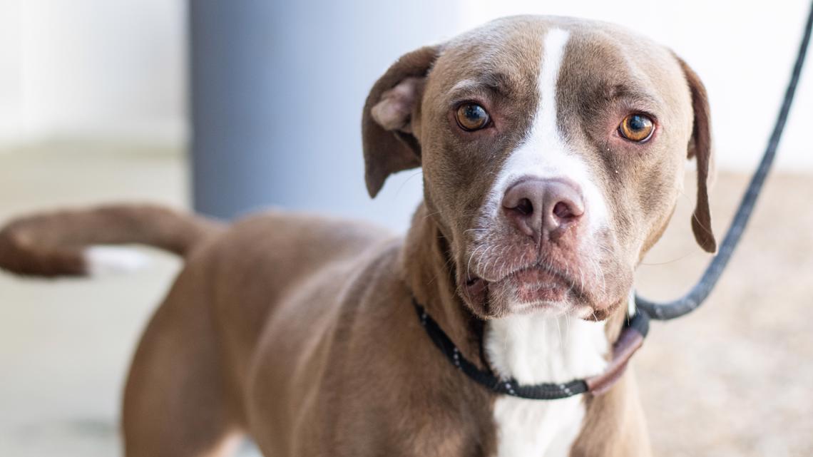 i found a dog with no collar