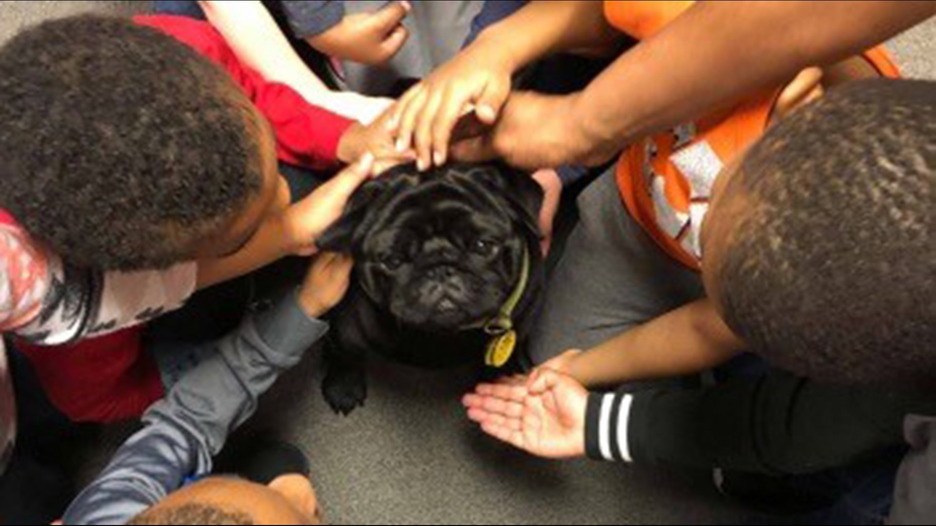 Booker T Pug is a reading therapy dog at South Salem Elementary School in Covington who's headed to New York City to compete in the biggest dog show around - the Westminster Dog Show.