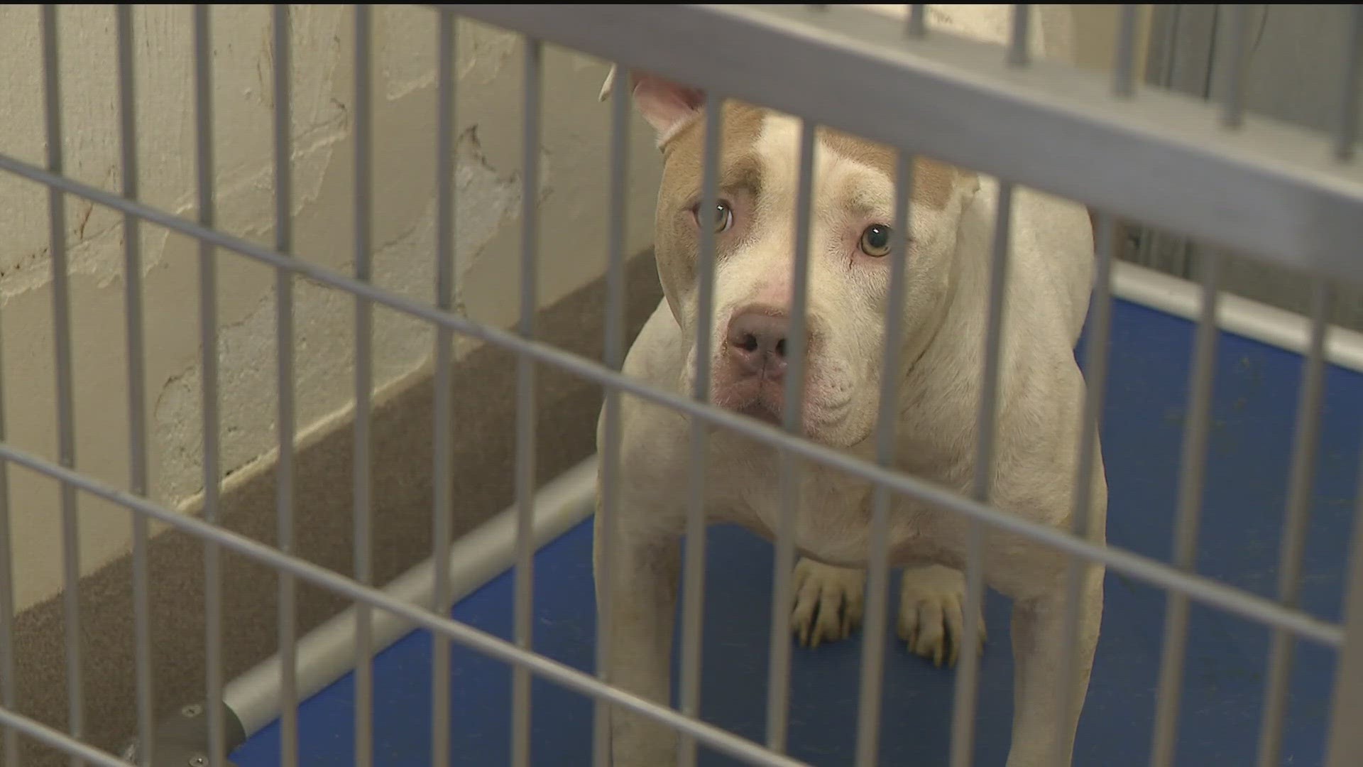 Hundreds of dogs are being held for months in animal cruelty cases, stuck in the shelter and barred from finding a loving family while their owners face charges.
