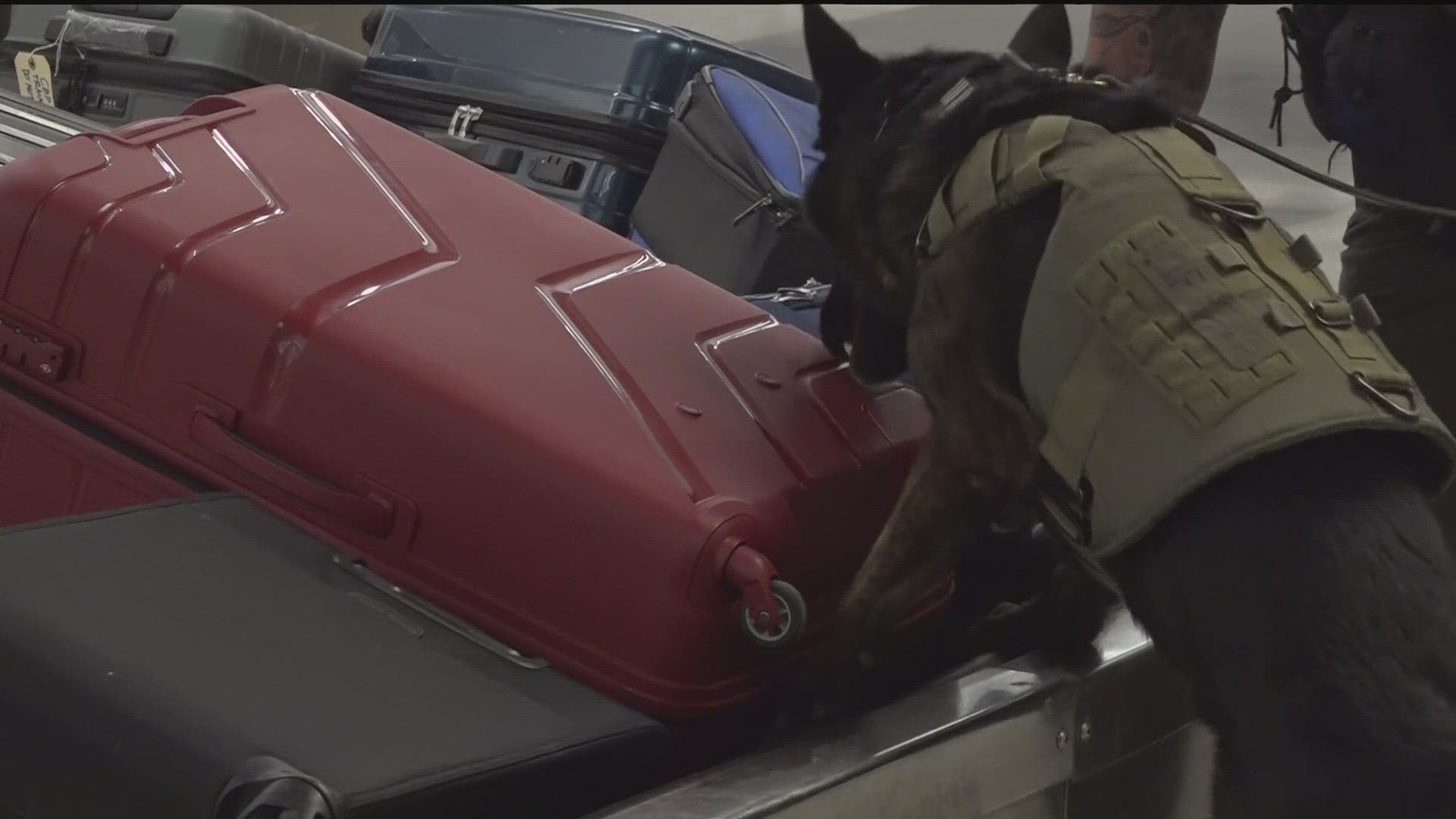 U.S. Customs and Borden Protection ensuring police K-9s are ready for anything ahead of the holidays.