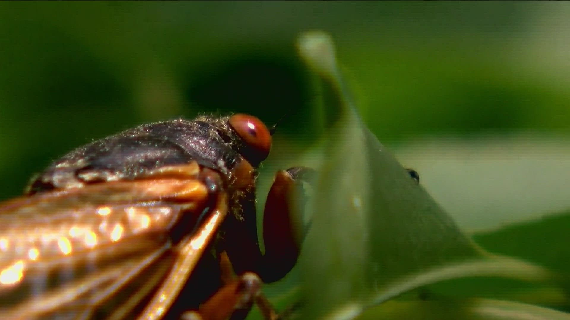 Onceinalifetime cicada emergence expected for 2024