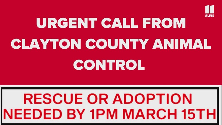Adoption, Rescue | 20 dogs face euthanasia at Clayton County Animal Shelter