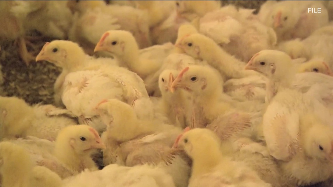 Bird Flu in Georgia | 11alive.com