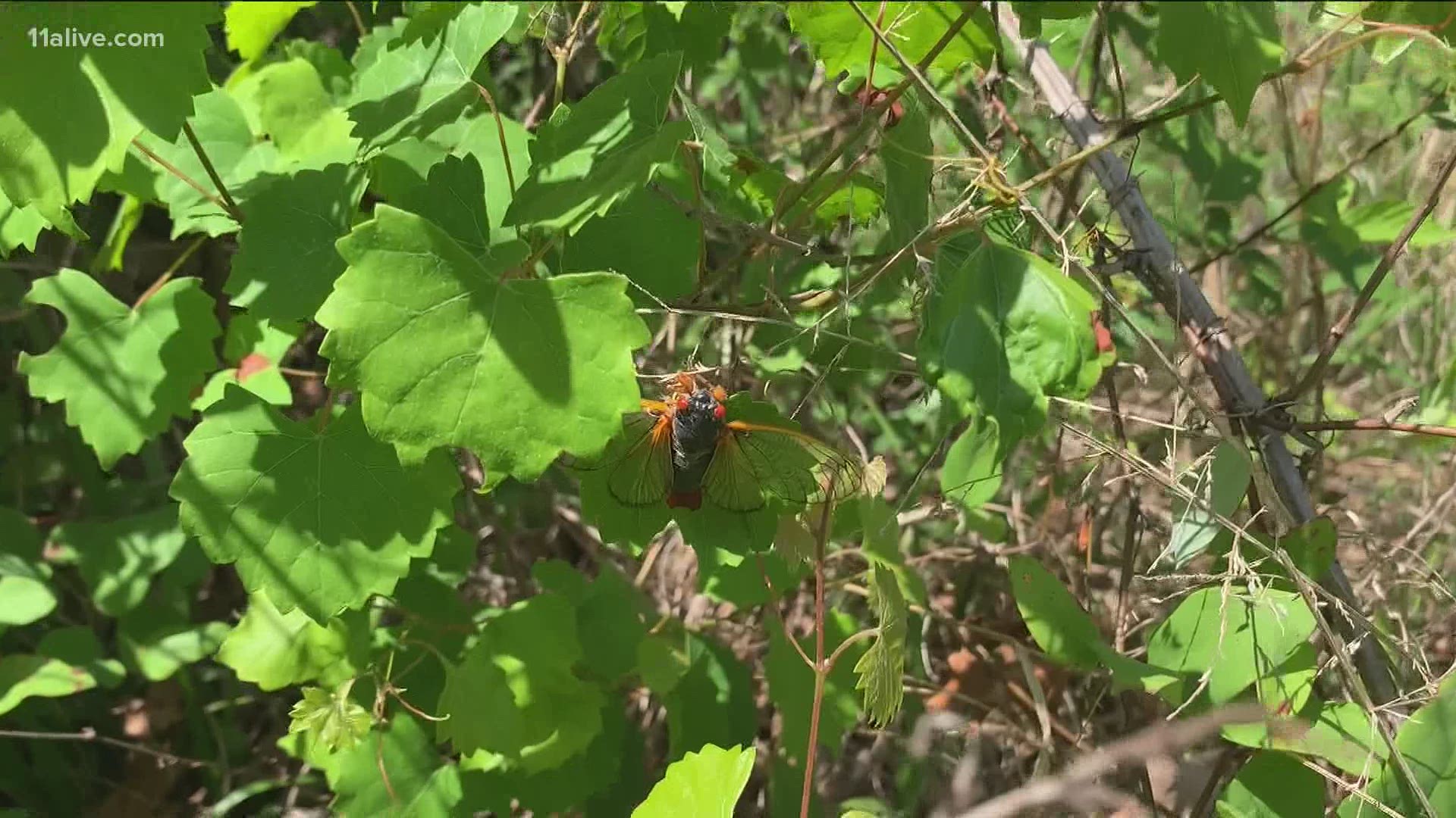 Meteorologist Melissa Nord went along with Entomologist, Dr. Nancy Hinkle on a cicada safari to see the impact in Georgia.