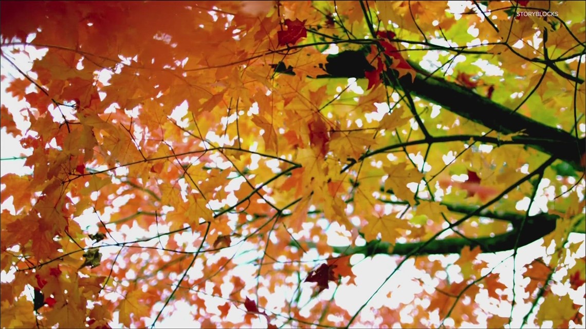 Ongoing drought impacts Georgia's fall foliage | 11alive.com