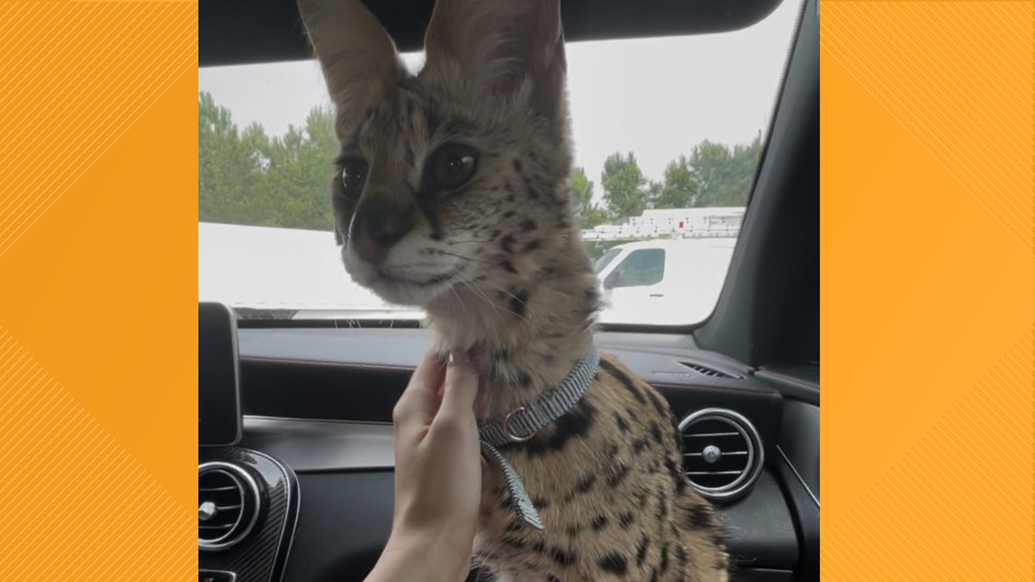 Exotic African serval cat captured, owner reacts - Vimarsana News