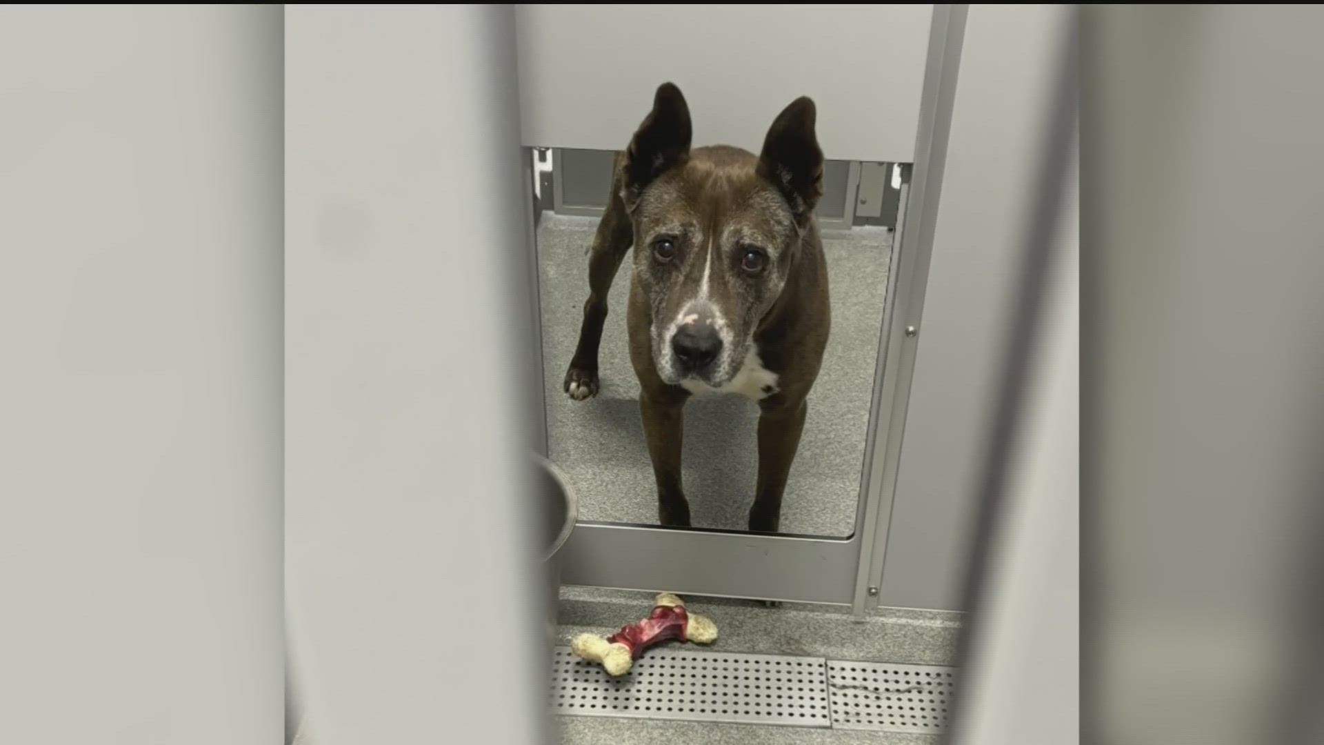 A new animal shelter opened up in Fayette County but days after opening, it's already getting criticism from the community.