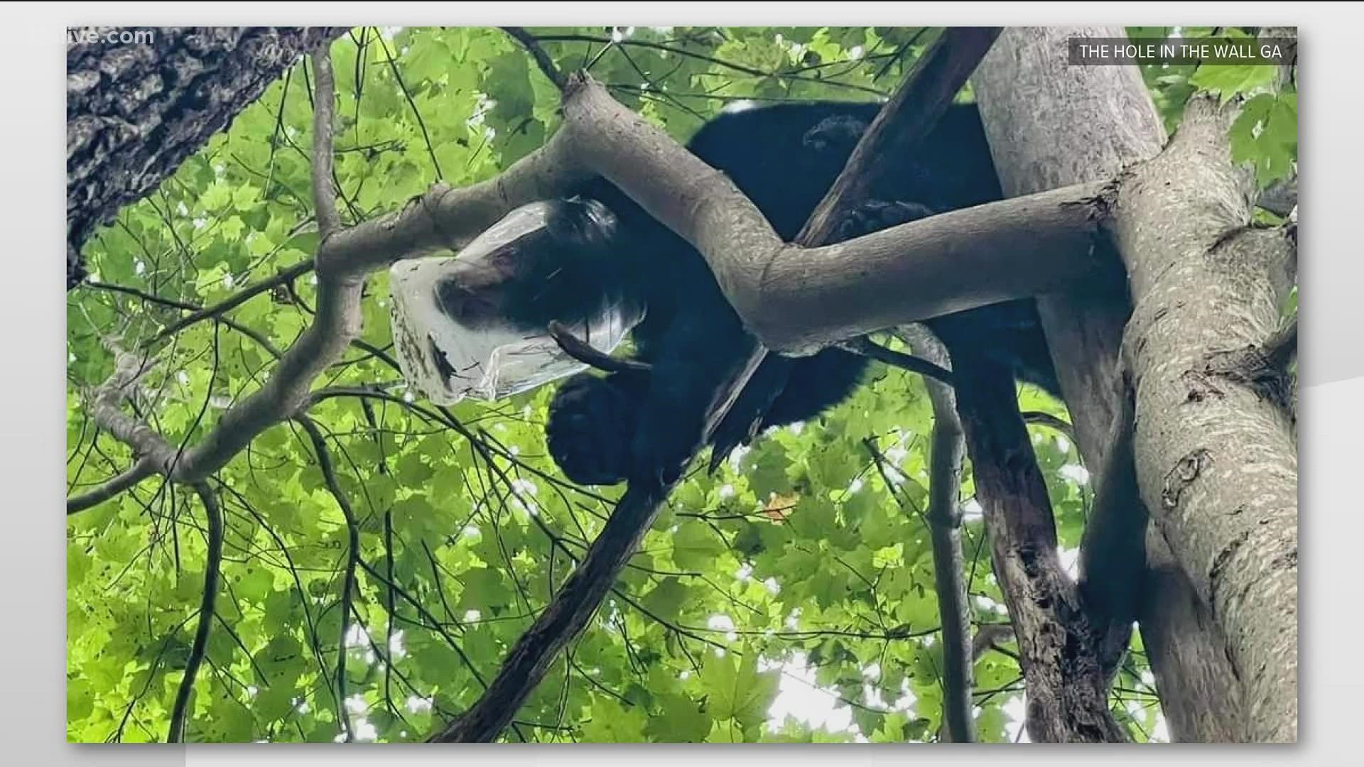 Bear receives helping hand after getting head stuck