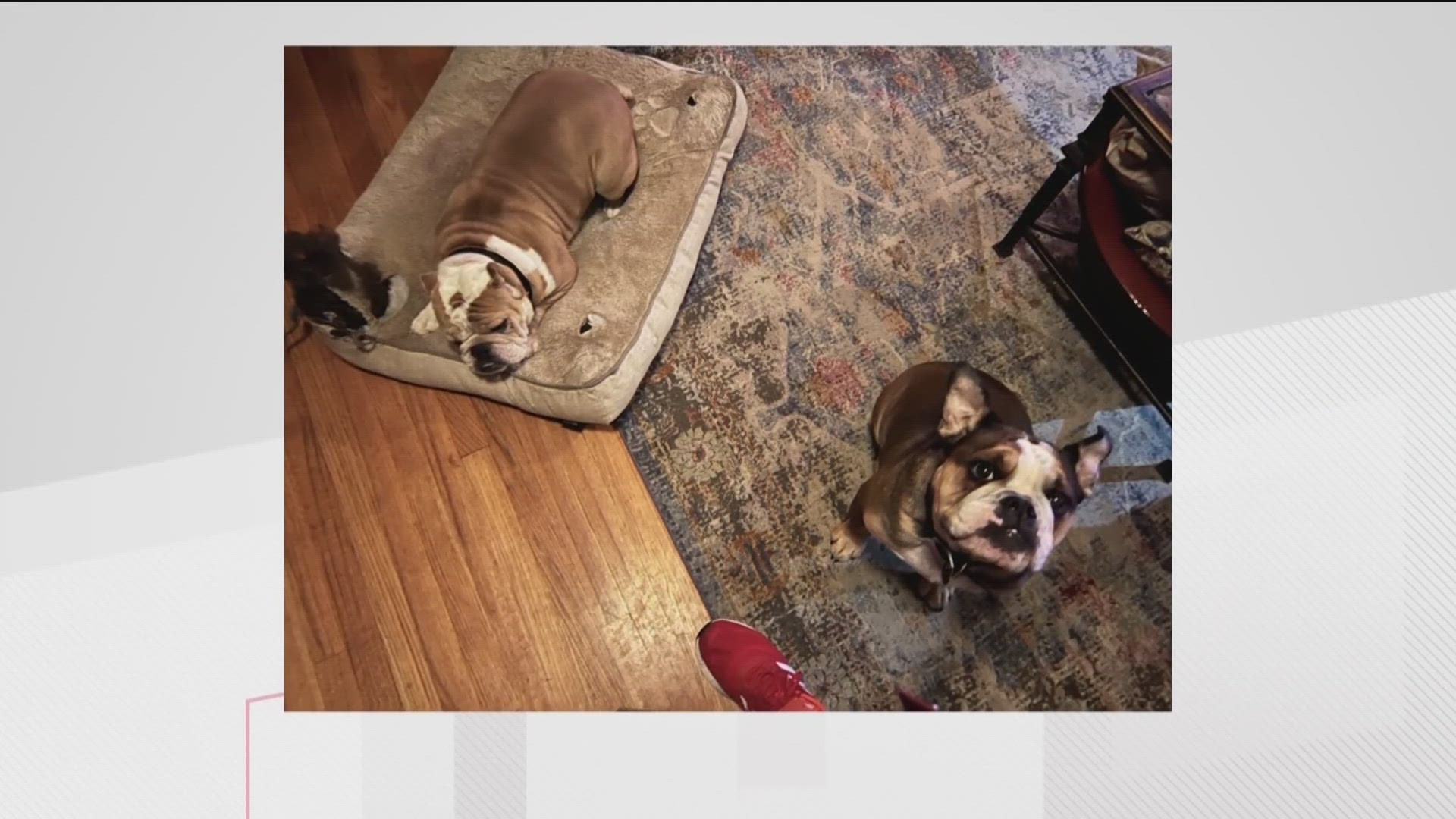 Scotch and Stogie, a pair of beloved Bulldogs who were stolen Sunday evening while on a peaceful stroll, are back home with their owners.