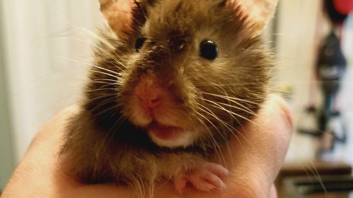 Boy killed, friend hurt in freak accident searching for hamster