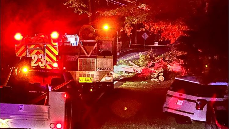 Man killed after tree falls on moving car in Cherokee County | 11alive.com